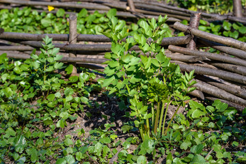 Group of fresh green leaves of Lovage, Levisticum officinale, in a garden in a sunny spring day