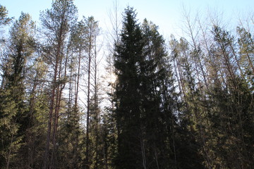  Spring in the forest