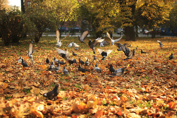 Obraz premium A large flock of pigeons takes off from the ground into the air in the park in the fall. Flying wild pigeons, spring landscape