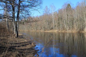 Obraz premium Spring in the forest