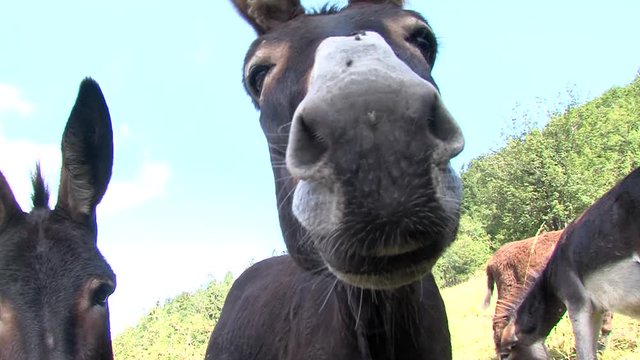 Closeup of black donkey with white snout looking in camera and sniffing it, green grass and blue sky in background, sunny summer day.