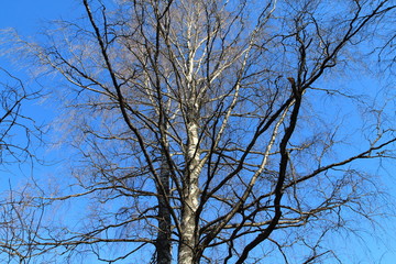 Spring in the forest