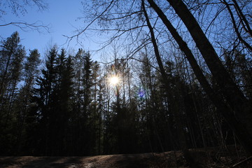 Obraz premium Spring in the forest