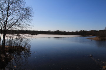  Spring in the forest