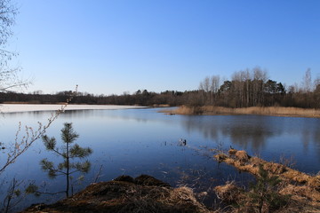  Spring in the forest