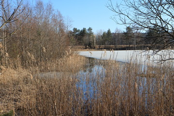  Spring in the forest