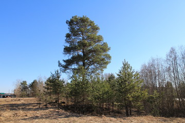  Spring in the forest
