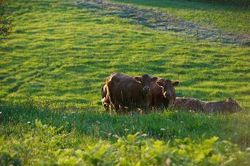 cows on a meadow