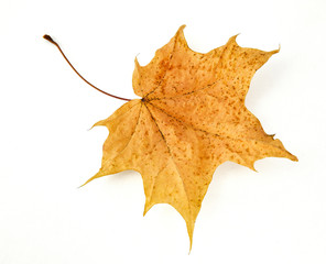 Autumn maple leaf on white background