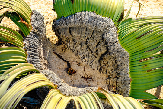 Welwitschie in Namibia von oben 