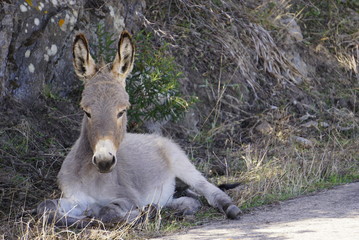 Donkeys in Asinara island