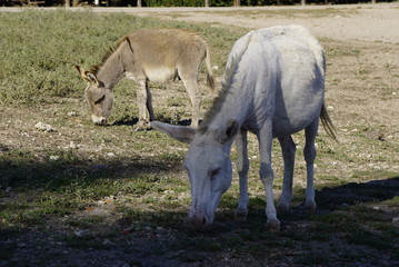 White donkey in Asinara island in Sardinia