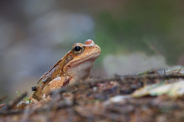Frosch