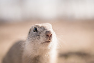 portrait of rodent. portrait of ground squirrel.