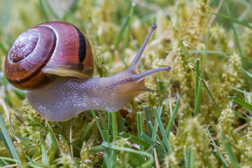 SNAIL IN GRASS