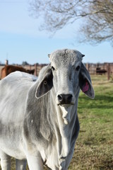 close up of a gray Brahma cow