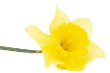 Poster Im Rahmen Flower of yellow Daffodil (narcissus), isolated on white background © kostiuchenko