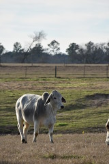 Obraz premium close up of a gray Brahma cow