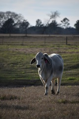 Obraz premium close up of a gray Brahma cow