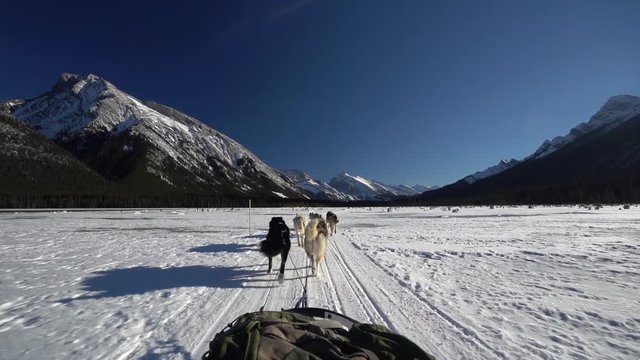 Slow motion, dogsledding in Alberta