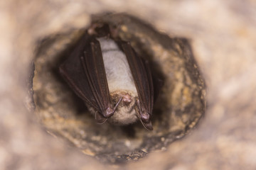 Close up strange animal Greater mouse-eared bat Myotis myotis hanging upside down in the hole of the cave and hibernating. Wildlife photography.
