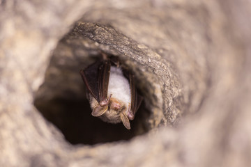 Close up strange animal Greater mouse-eared bat Myotis myotis hanging upside down in the hole of the cave and hibernating. Wildlife photography.