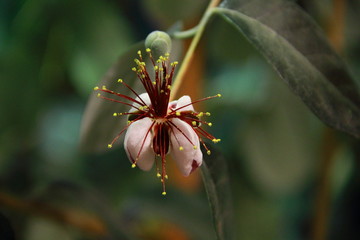 feijoa flower