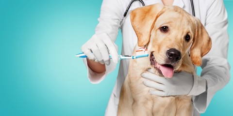 Doctor brushing dog's tooth for dental care