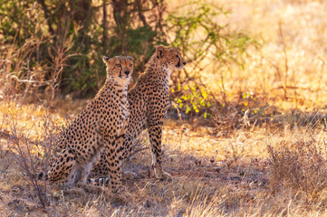 Two cheetah (acinonyx jubatus), African spotted big cats, resting in shade. Wildlife seen on Kenyan safari vacation in Samburu National Reserve, Kenya, Africa. Hunters with solid black spots rosettes