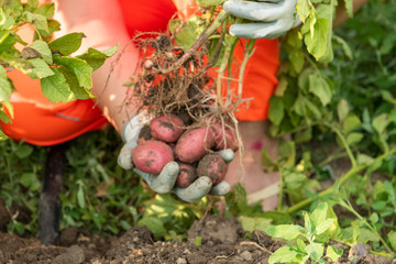 Young woman farmer in orange work clothes digs potatoes for food. First crop of pink young potatoes collected in the garden. Concept of ecological nutrition, biological, vegetarian style