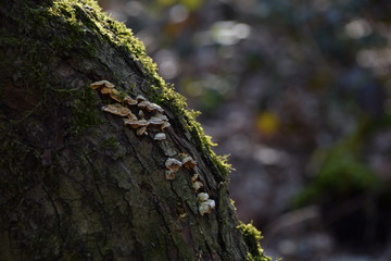 kleine Baumpilze im Wald