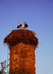 A Stork Bird with a couple of storks on The Old Brick Chimney. Summer sunset