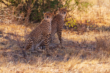 Fototapeta na wymiar Two cheetah (acinonyx jubatus) sit in shade in dry scrub. Samburu National Reserve, Kenya, Africa. African spotted big cats seen on safari vacation