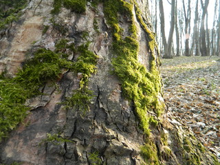 The moss grew on the north side of the tree.