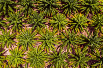 Green leaves of palm oil trees top view background 