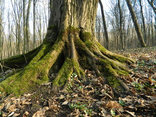  Old roots of a perennial tree.
