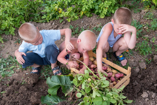 Happy village children help to collect first harvest of young potatoes in garden. Boys are happy together on vacation in village. Concept of ecological nutrition, biological, vegetarian style