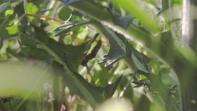 Close zoom of fly insect in the shadow of Texas thistle leaves on bright sunny day