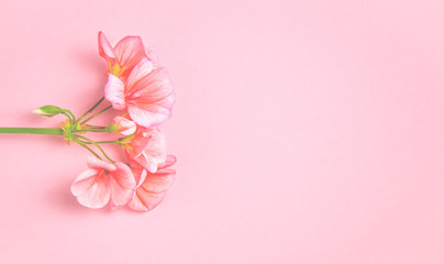 The flower of a geranium of coral color lies against the background of a delicate coral color