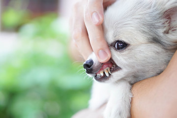 Closeup cleaning dog's teeth with toothbrush for pet health care concept, selective focus