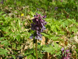 Lilac flower is striking in its beauty.