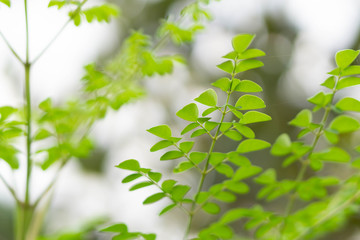 Fototapeta na wymiar Closeup young moringa leaves branch, herb and medical concept