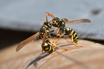 two wasp fighting together wildlife macro photography