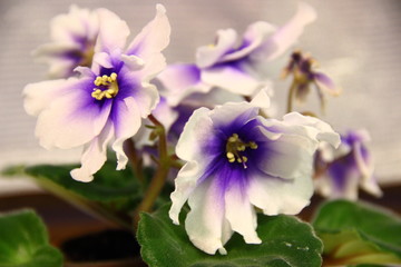 Obraz na płótnie Canvas violets close-up