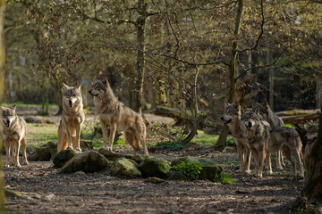 Meute de Loups gris d'Europe