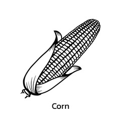 Corn vector illustration. corn line drawing