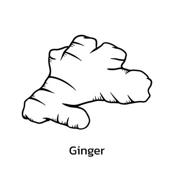 Ginger root linear drawing on white background Vector Image