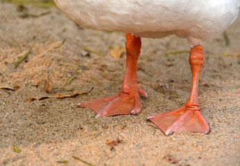 Feet of a Goose