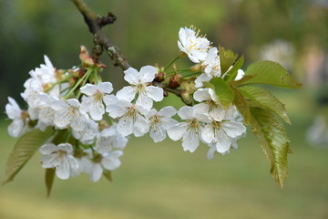 flowers of cherry tree