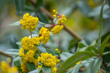 Berberis Aquifolium and Yellow flowers